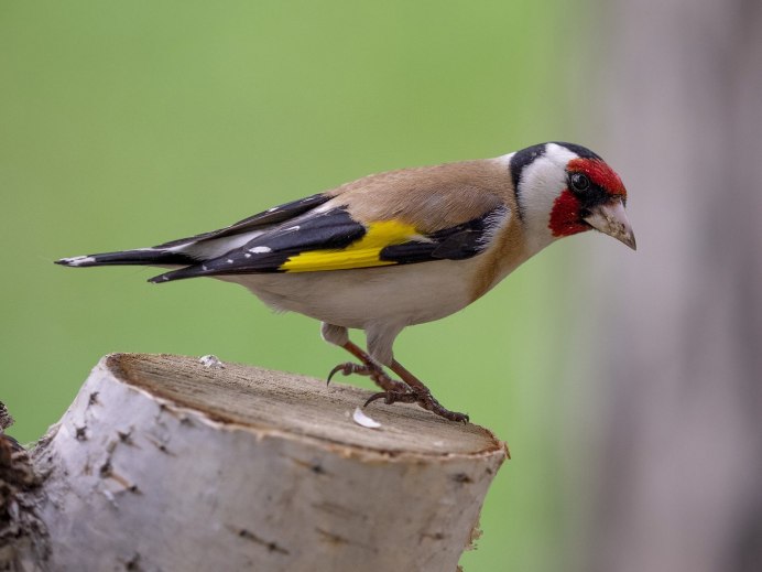Goldfinch Bird male and female