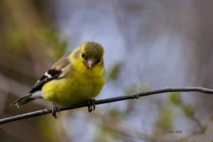 Щегол (Carduelis Carduelis)