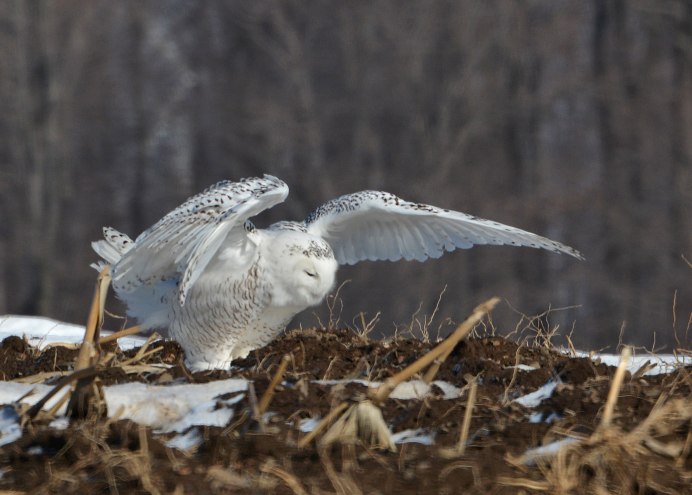 Сова атакует