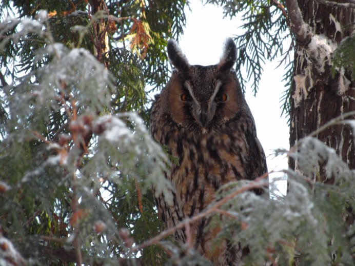 Полярная Сова на охоте