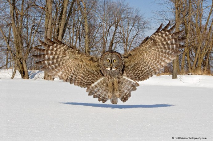 Бородатая неясыть охотится