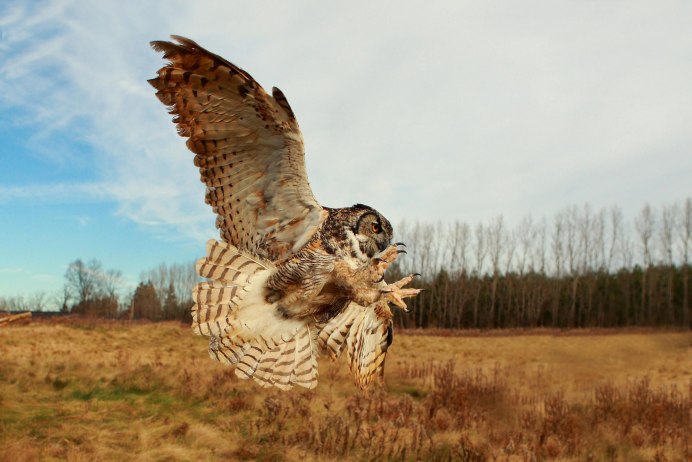 Сова охотится