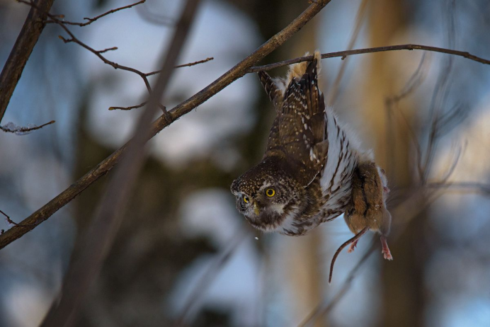 Филин против орла