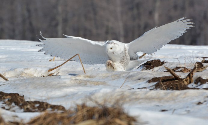 Сова сипуха охотится