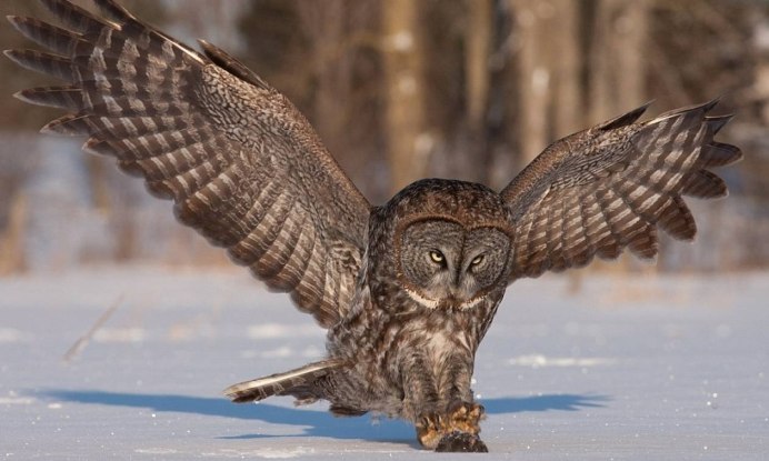 Обыкновенная неясыть на охоте