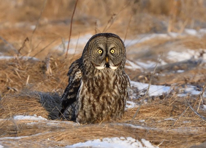 Воробьиный Сыч зимой