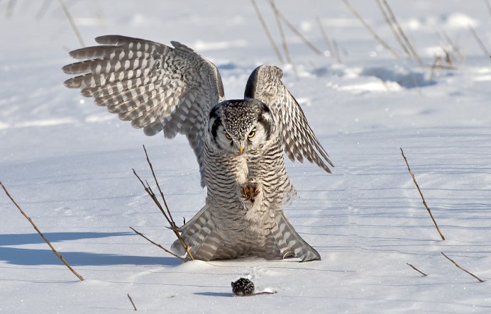 Ястребиная Сова с добычей