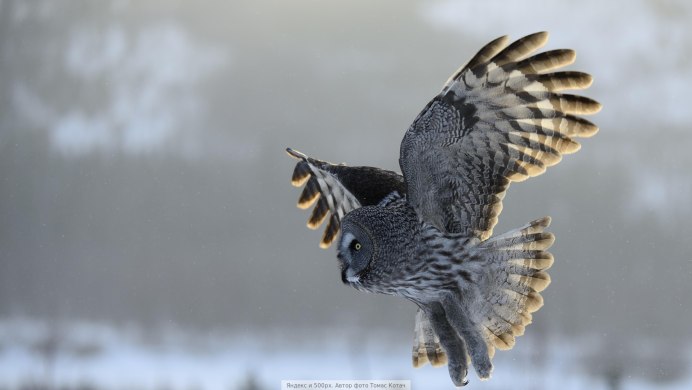 Ушастая Сова Рязань