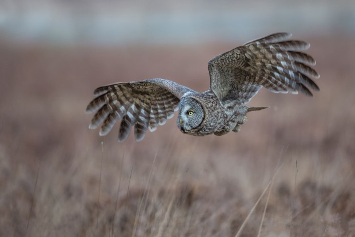 Сова на охоте