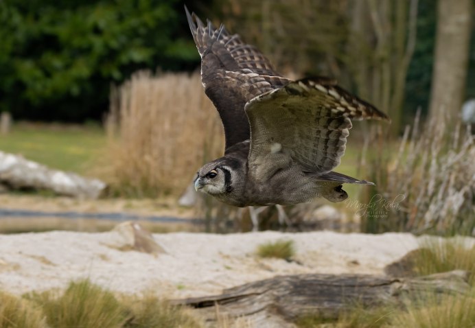 Сова ястреб Филин