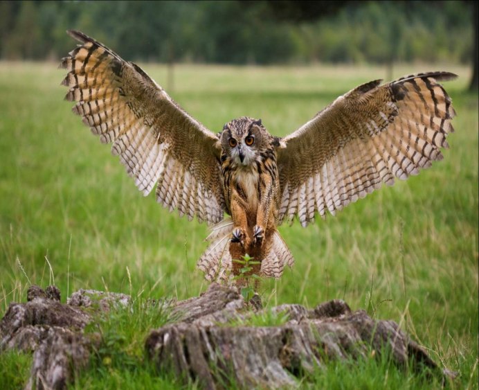 Филин обыкновенный охотится