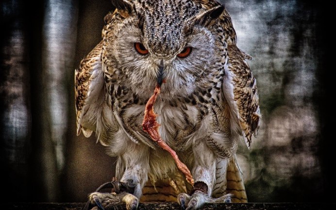 Орел с рыбой в HD качестве фото