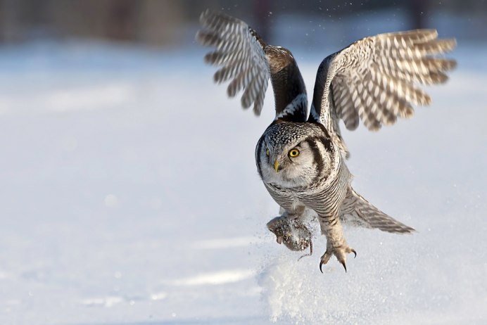 Филин охотится