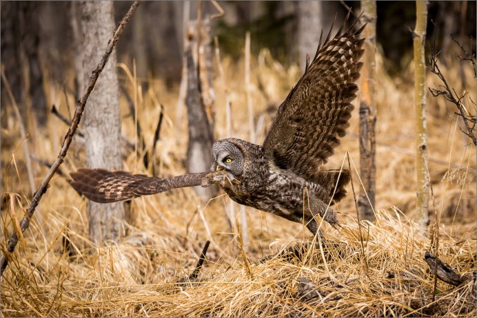 Филин на охоте