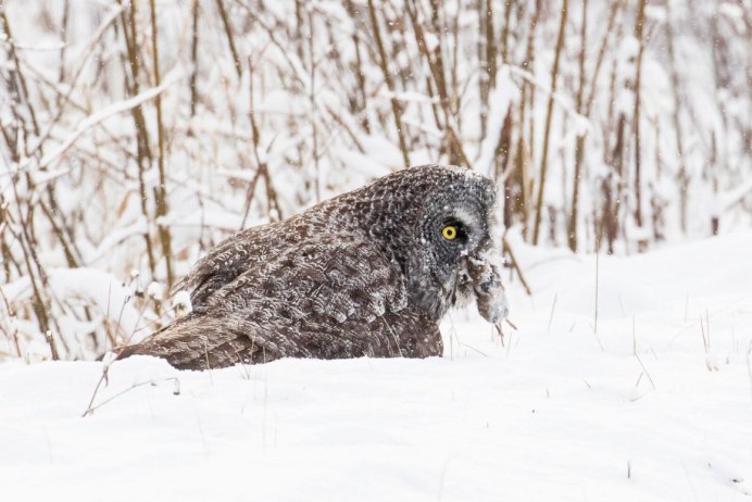 Совы охотятся на Зайцев