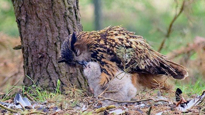 Обыкновенная неясыть на охоте