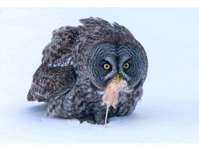 Ушастая Сова сплюшка