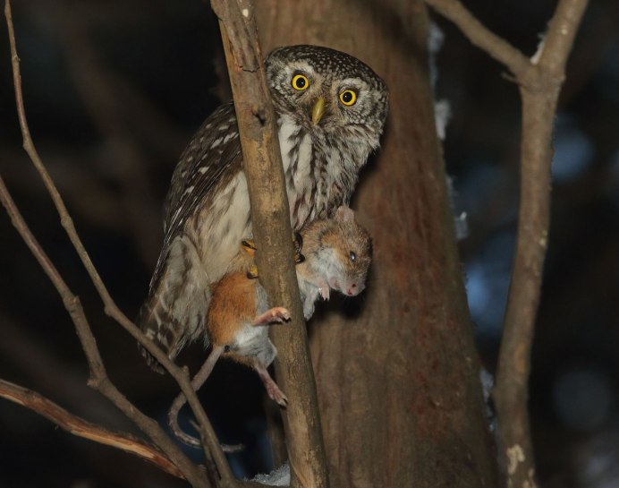 Бородатая неясыть на охоте