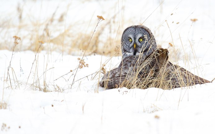 Сова охотится на зайца