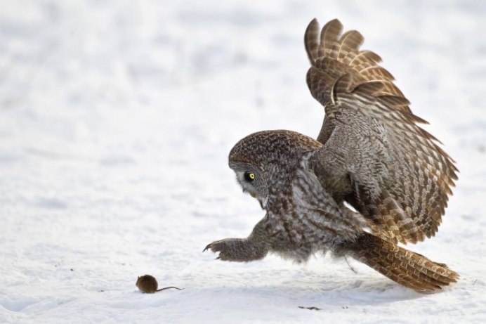 Филин охотится