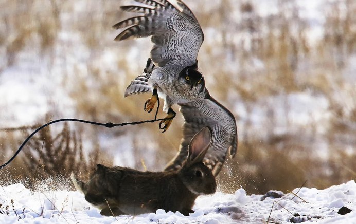 Евразийская Орлиная Сова охотится