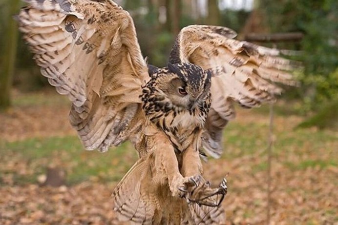 Рыбный Филин Ketupa blakistoni