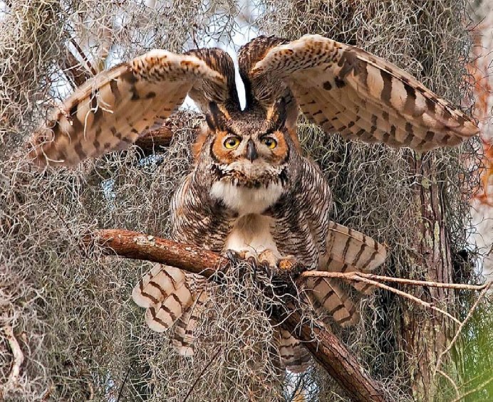 North Chinese Eagle-Owl