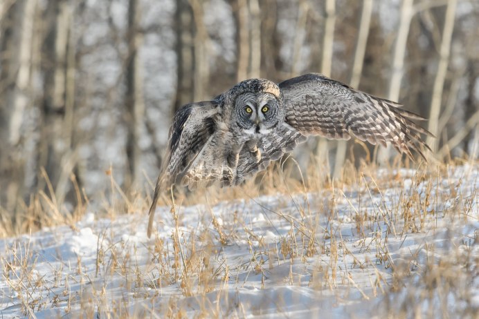 Crazy Owl 2021 фото