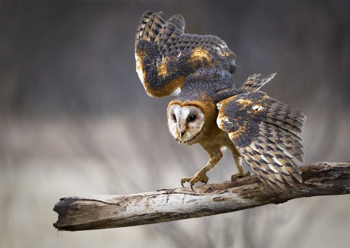 Сова воробьиный Сыч