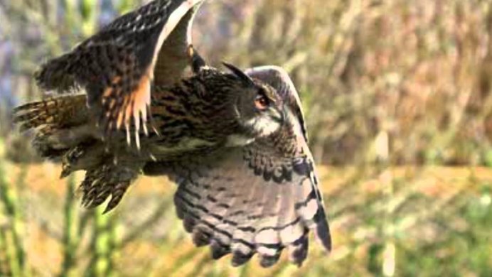 Бородатая неясыть