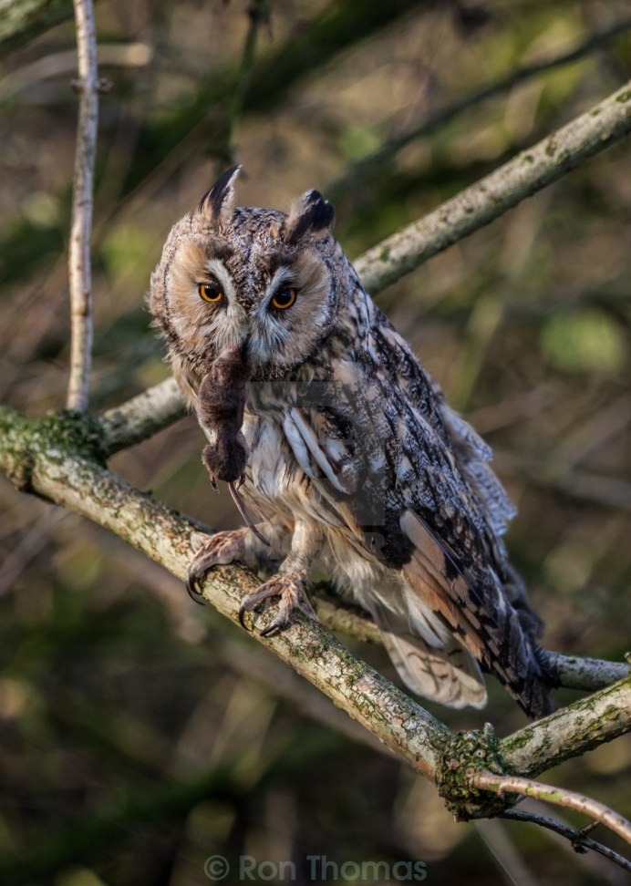 Виргинский Филин