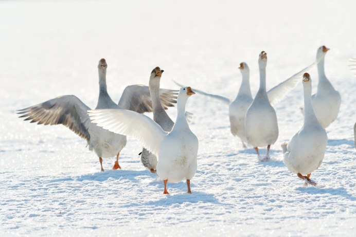 Гусь белый (Anser caerulescens hyperboreus)