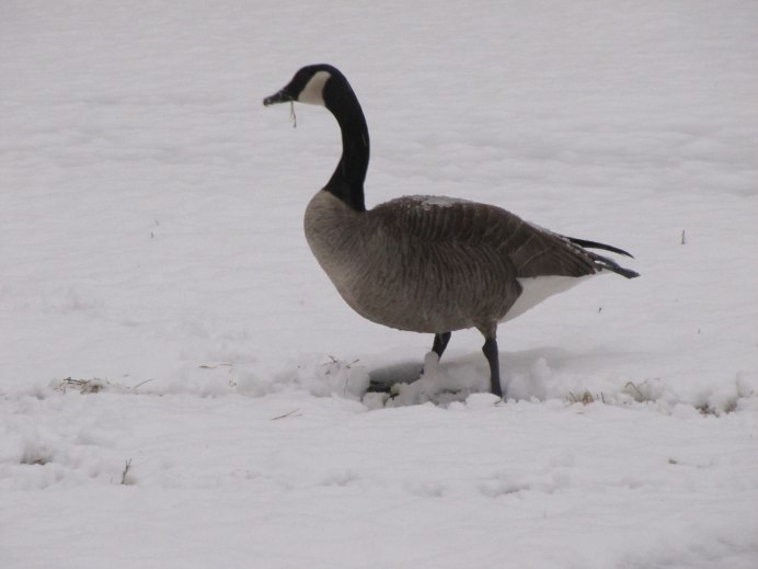 Чёрная казарка Branta bernicla