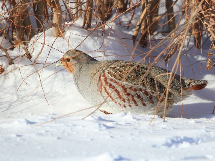 Серая куропатка (Perdix Perdix)