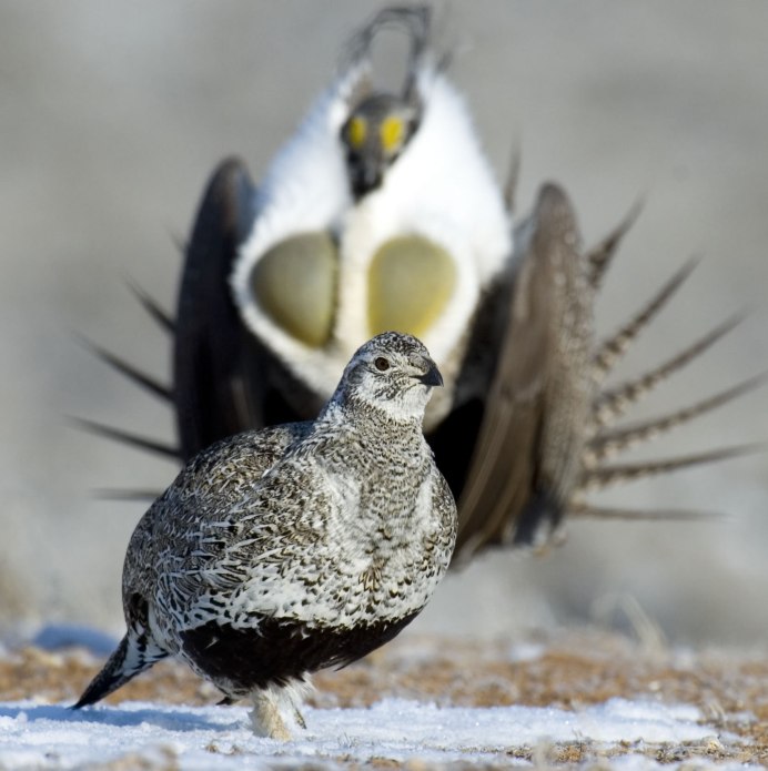Серая куропатка (Perdix Perdix)
