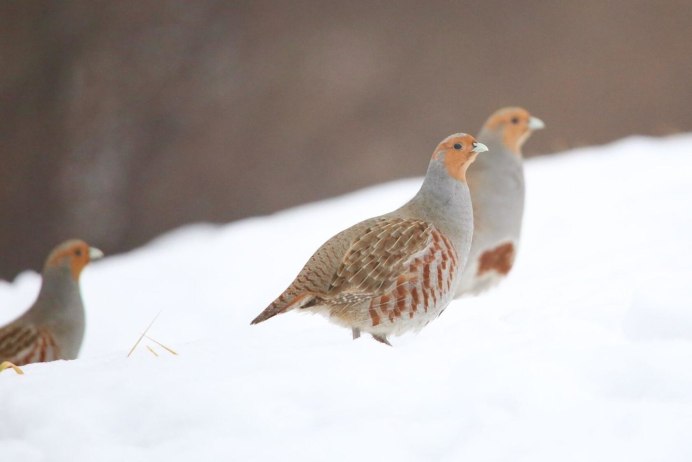 Серая куропатка (Perdix Perdix)