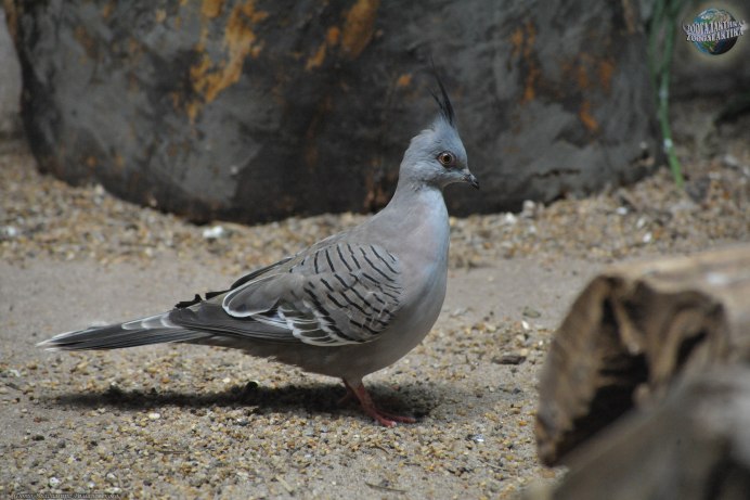 Crested Pigeon