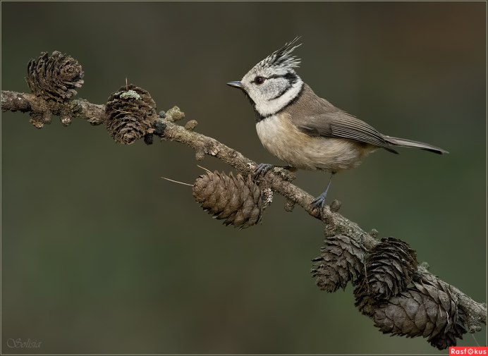 Parus cristatus