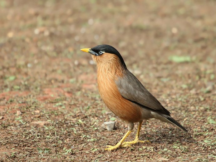 Браминский скворец (Sturnus pagodarum)