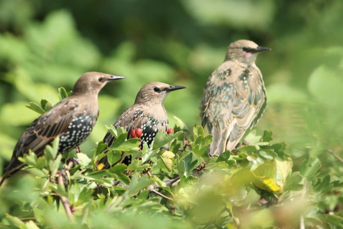 Тристрамов скворец