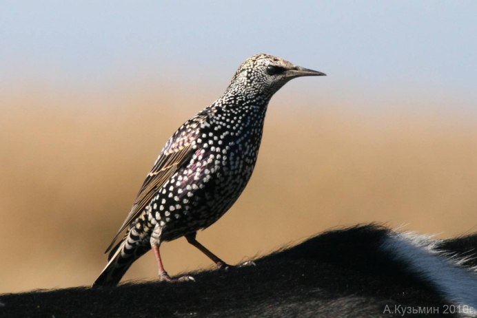 Скворцы много