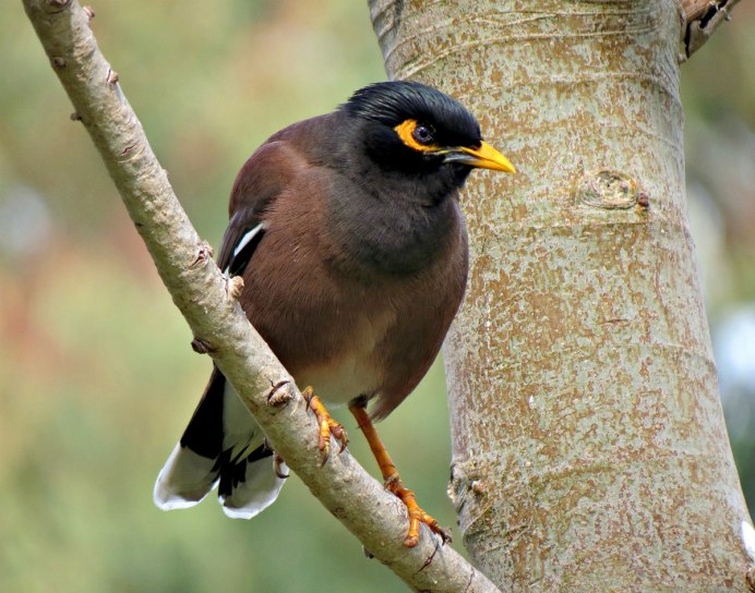 Майна Среднеазиатская