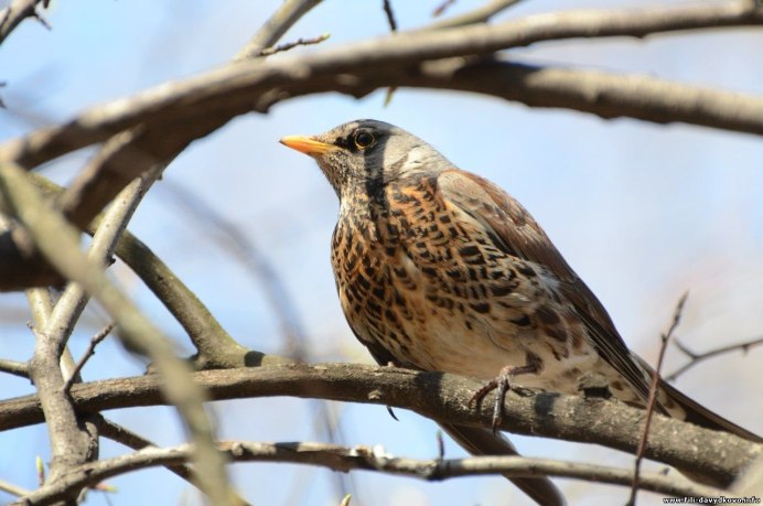 Обыкновенный скворец пение