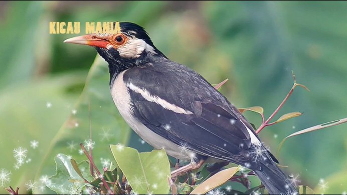 Пегий скворец