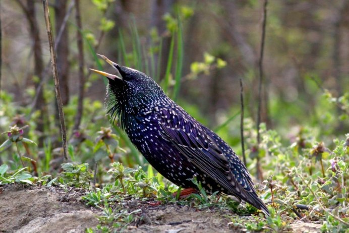 Обыкновенный скворец