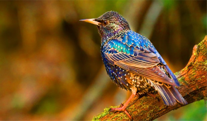 Sturnus vulgaris