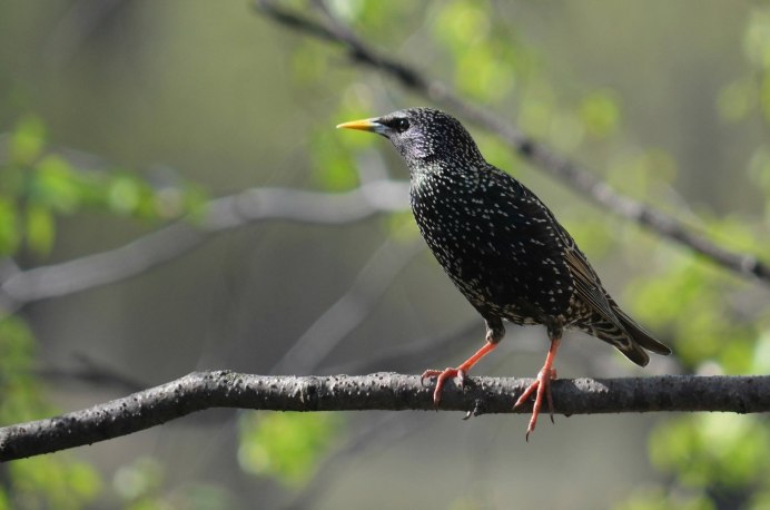 Обыкновенный скворец