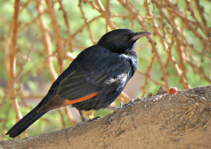 Скворец длиннохвостый краснокрылый