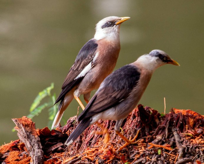 Обыкновенный скворец