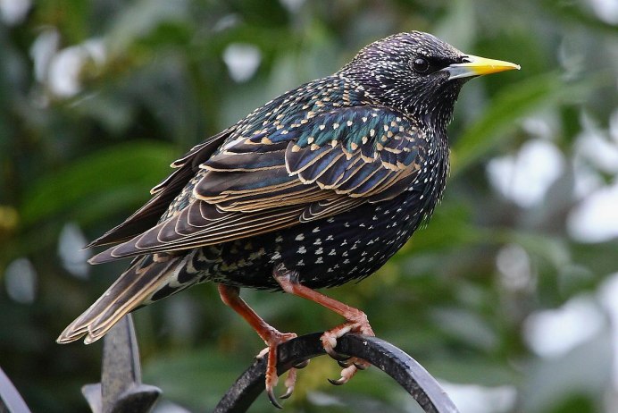 Sturnus vulgaris